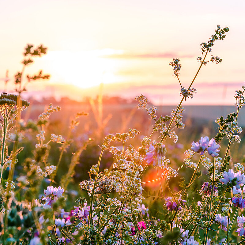 Wildblumenwiese